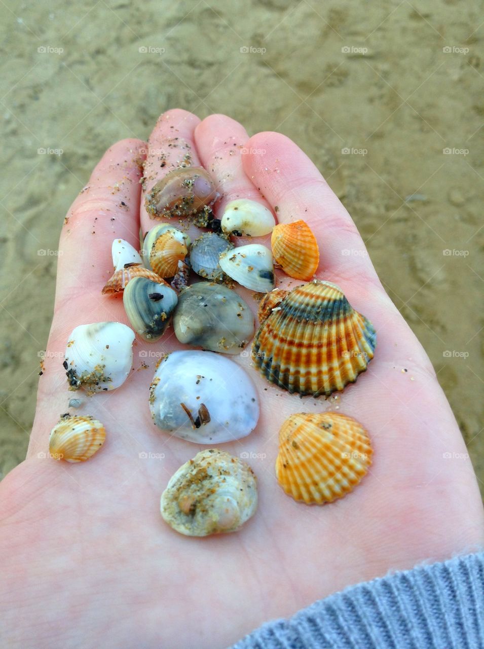 A person holding seashells