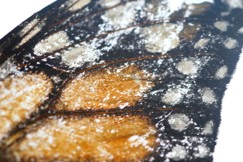Monarch butterfly wing in detail