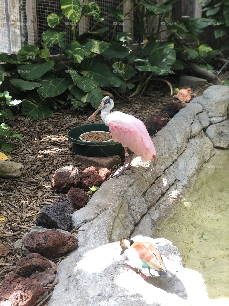 Pink Bird enjoying the day 