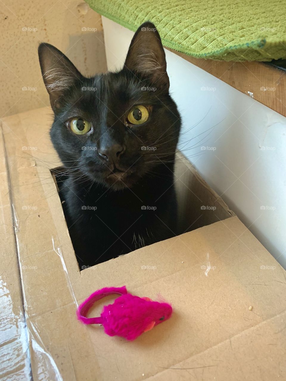 Black cat in cardboard box playing with toy mouse