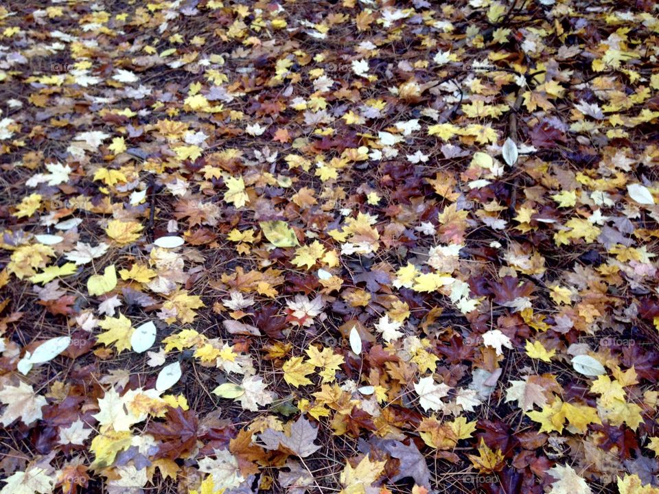 Ontario , changing maple leaves on the ground in Fall,  