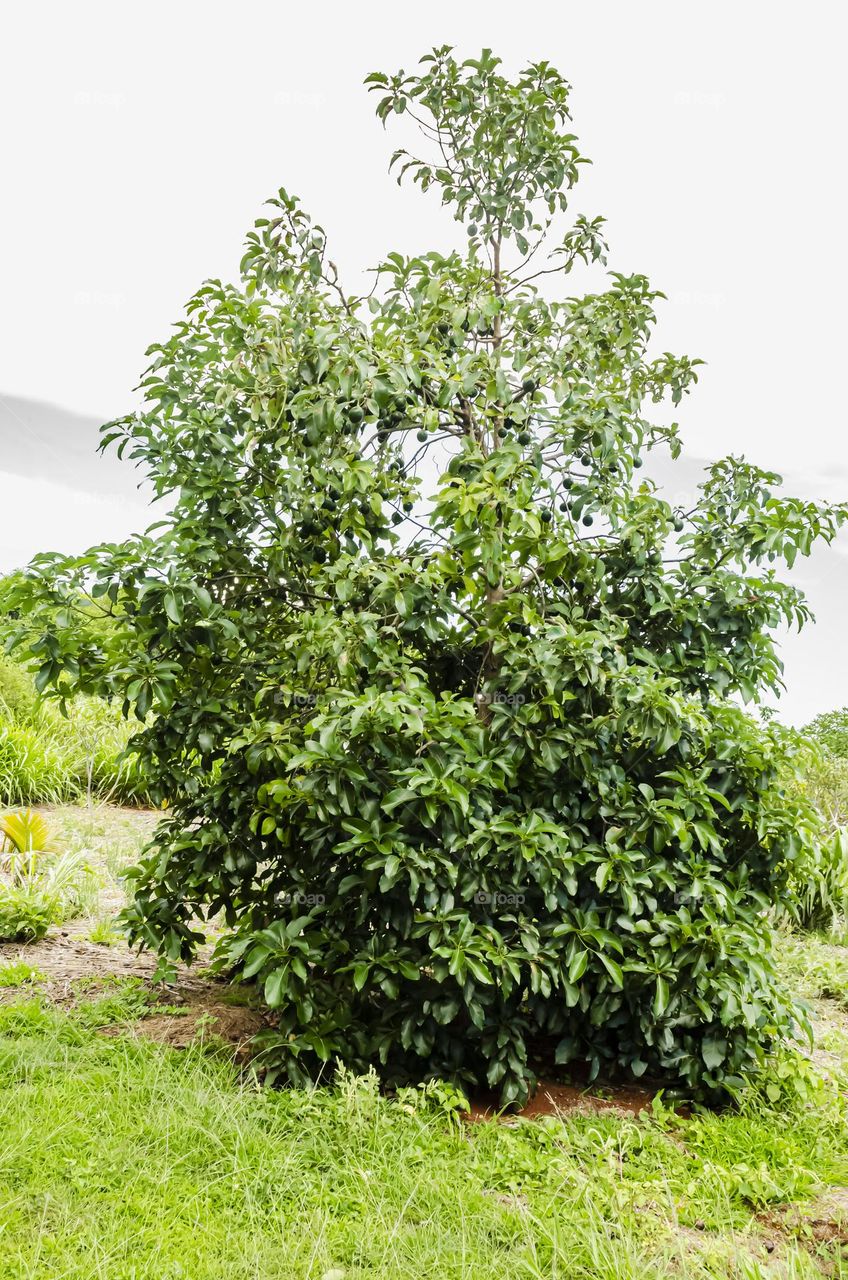 Isolated Soursop Tree