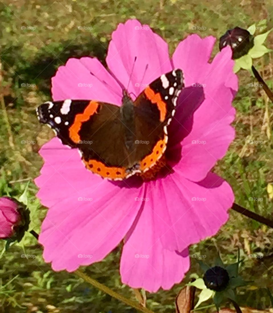 Pink cosmos flower with butterfly 