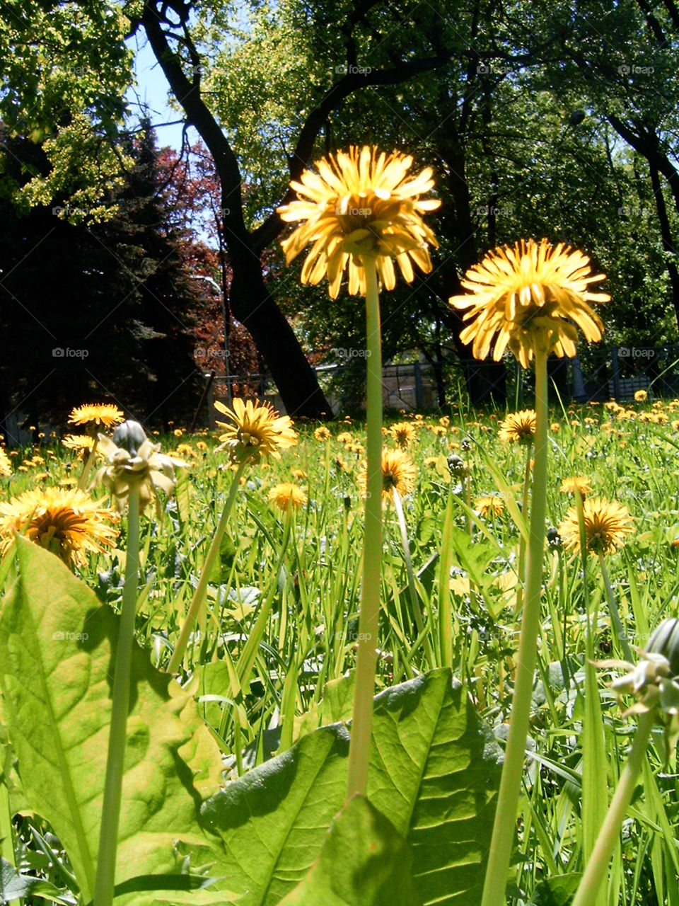 dandelion