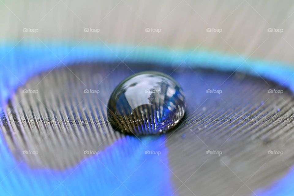 water drop on peacock feather