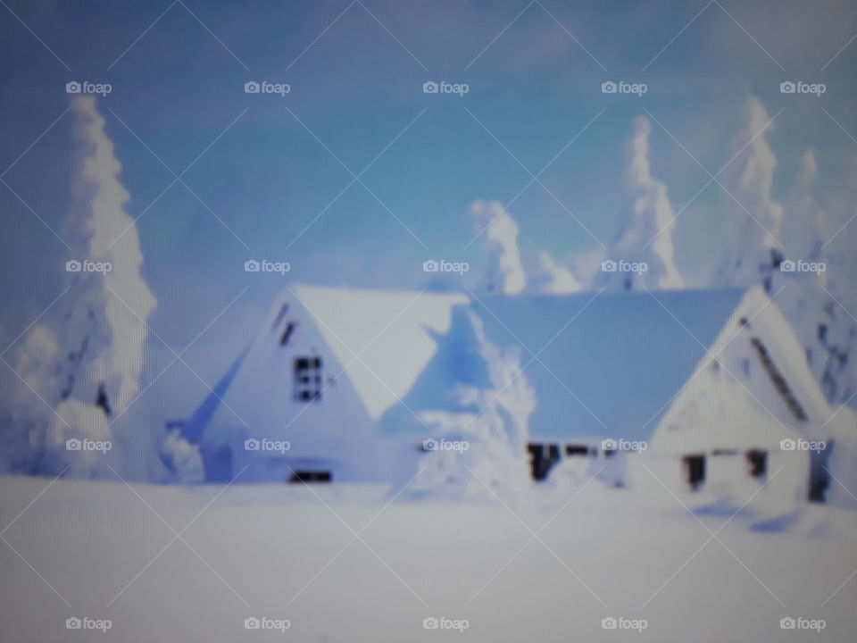 a beautiful house in winter with its pine trees totally covered with snow a freezing landscape