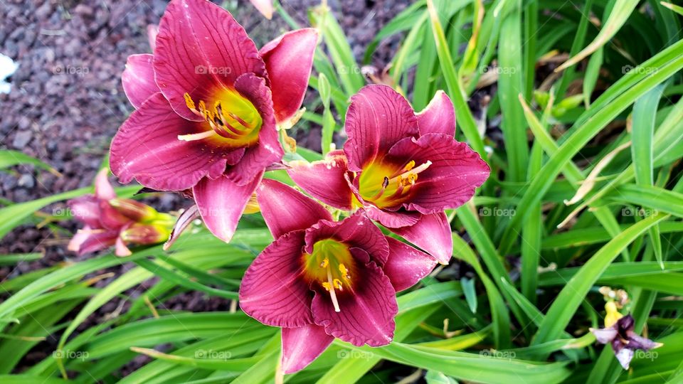 Daylilies