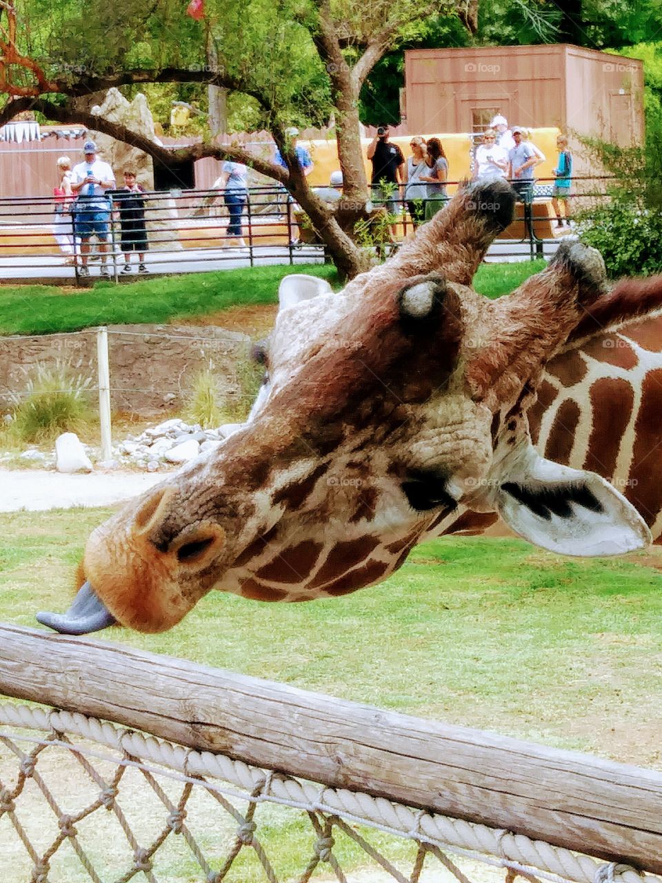 giraffes can have tongues that are 18 to 20 inches long!