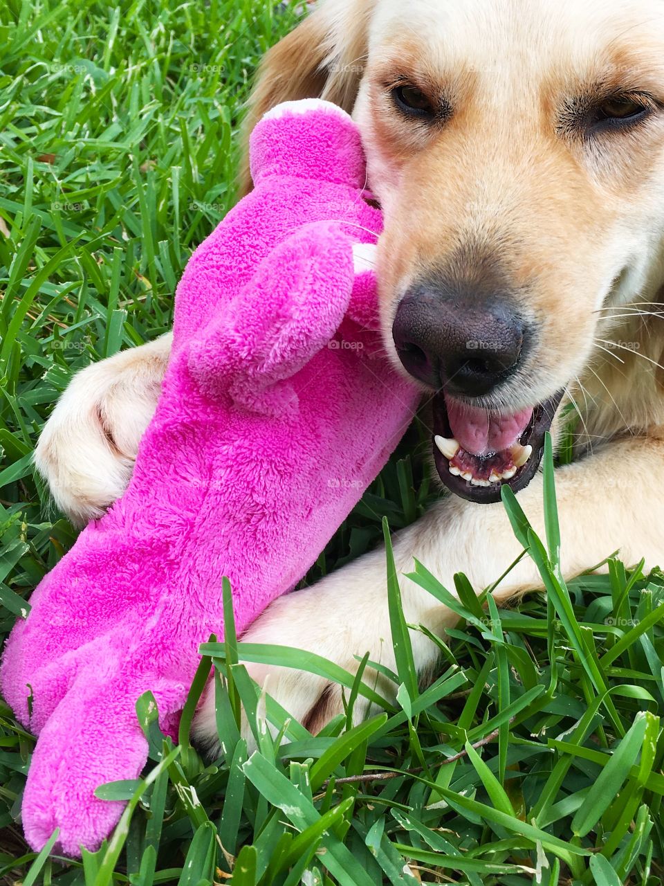Puppy and pink toy