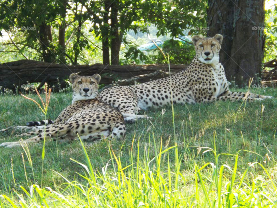 cheetahs Lounging in Shade at Kansas City Zoo. Two gorgeous cheetahs relaxing at the Kansas City Zoo on a hot summer day.