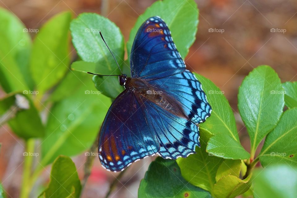 Blue butterfly