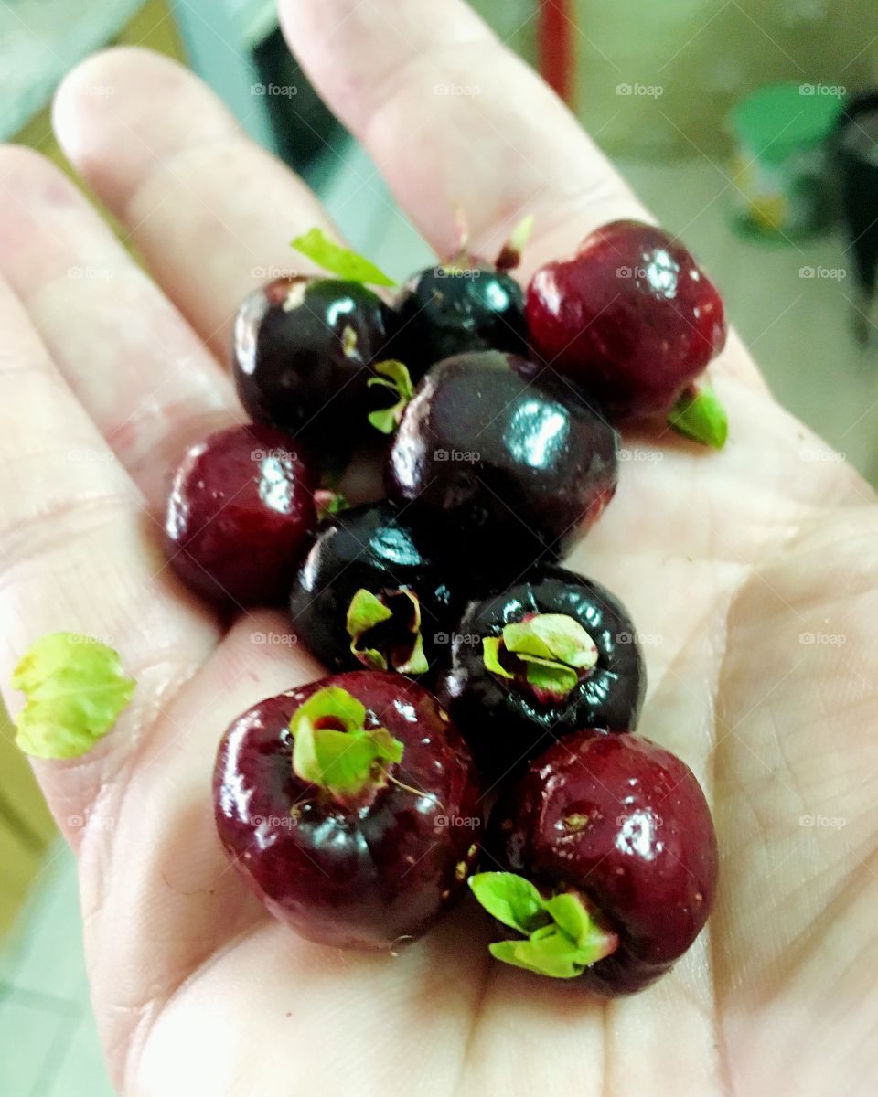 Começou a temporada de #cerejas. Nosso pezinho está carregado!
🍒 
#fruta
#cereja
#pomar