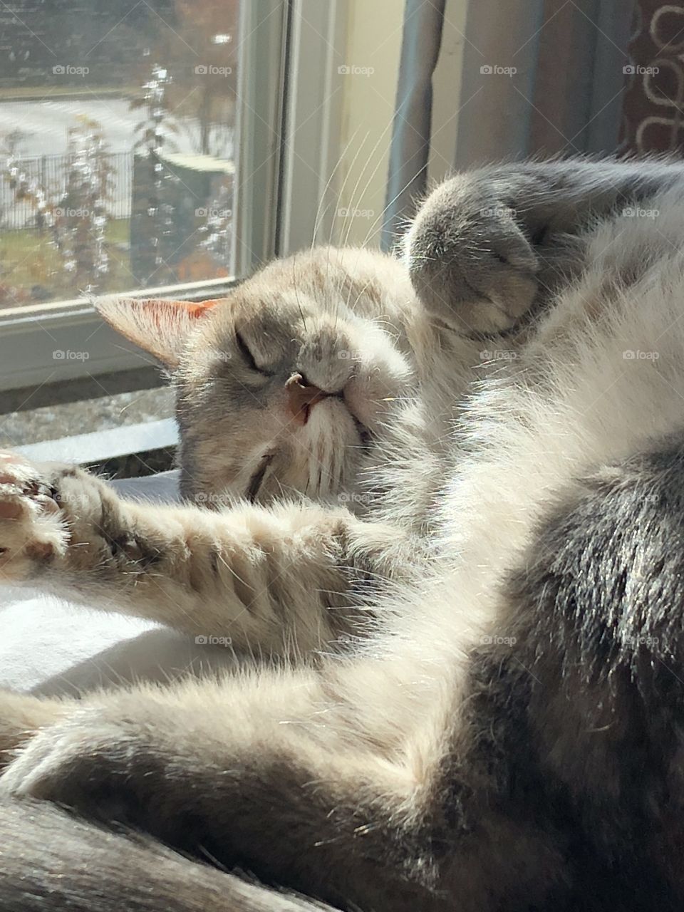 My kitty cat lounging in the sunlight. She is my baby girl and I love her so much! 