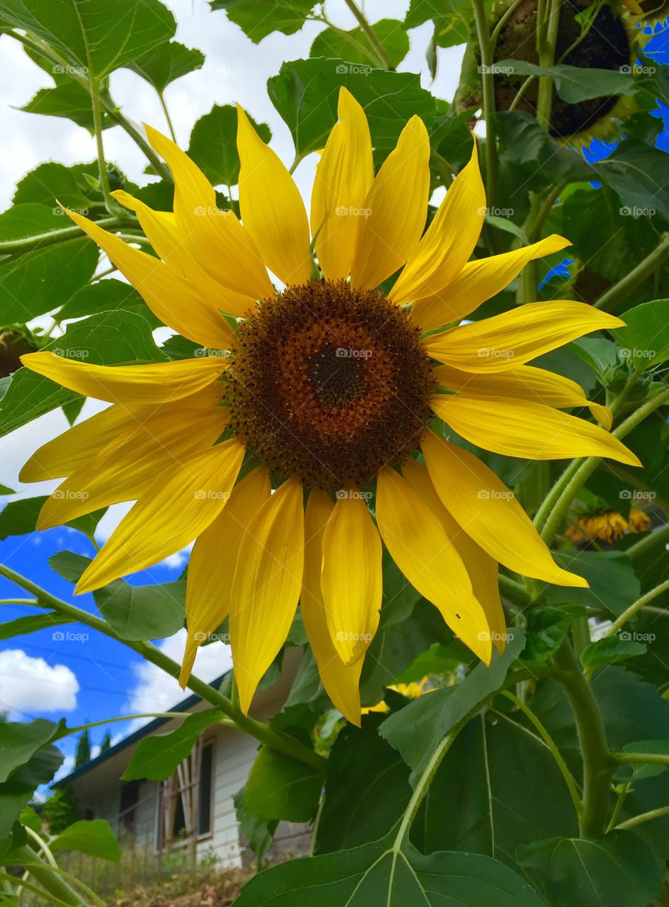 Close-up of sunflower blooming