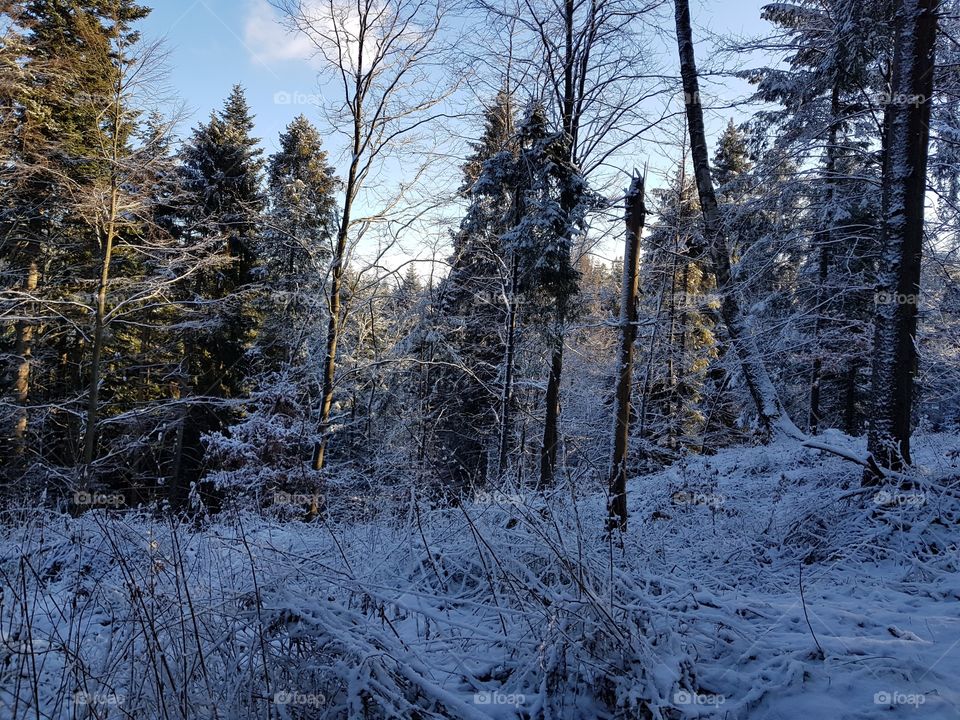 Winter in forest