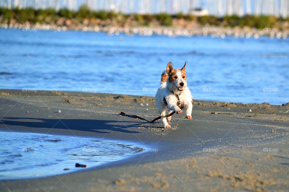 Happy dog on the beach