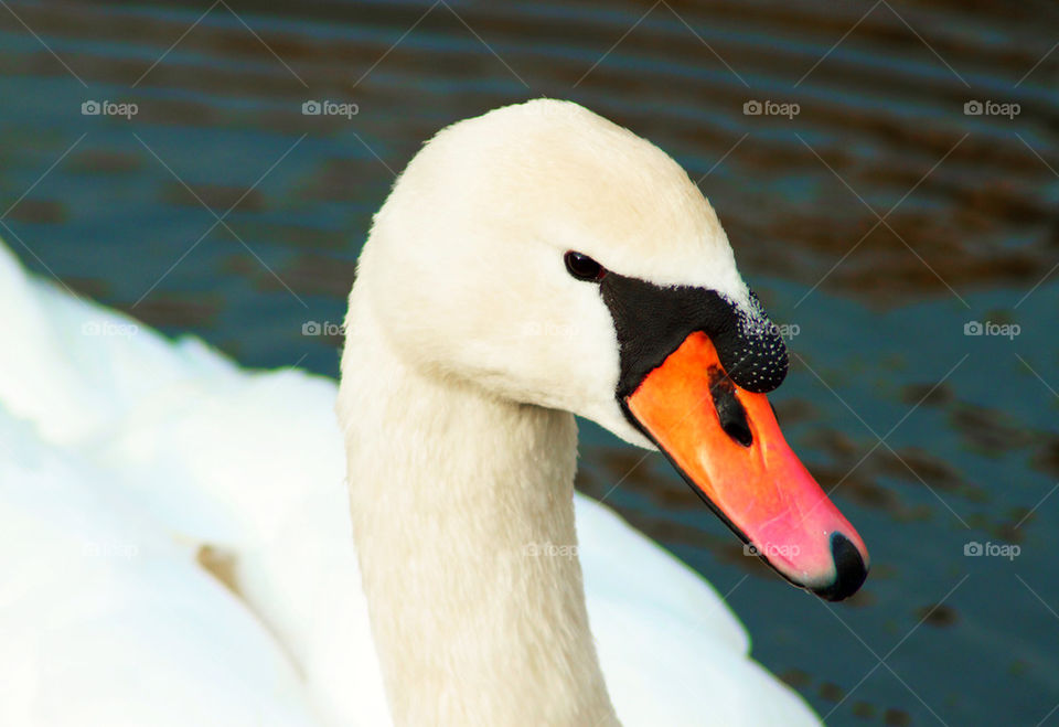 Close-up of a swan