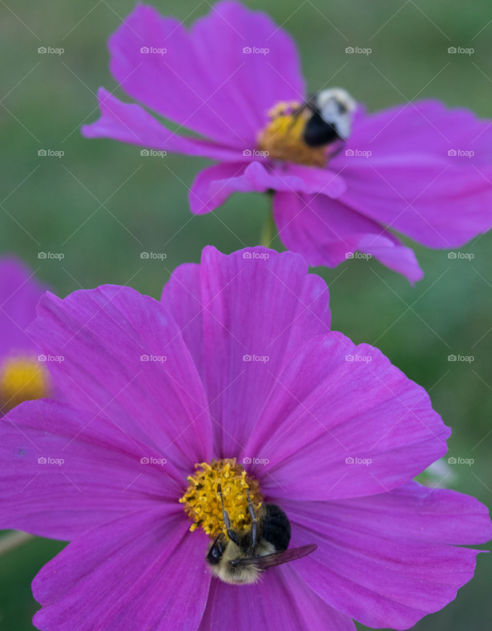 Bumblebees on cosmos 2