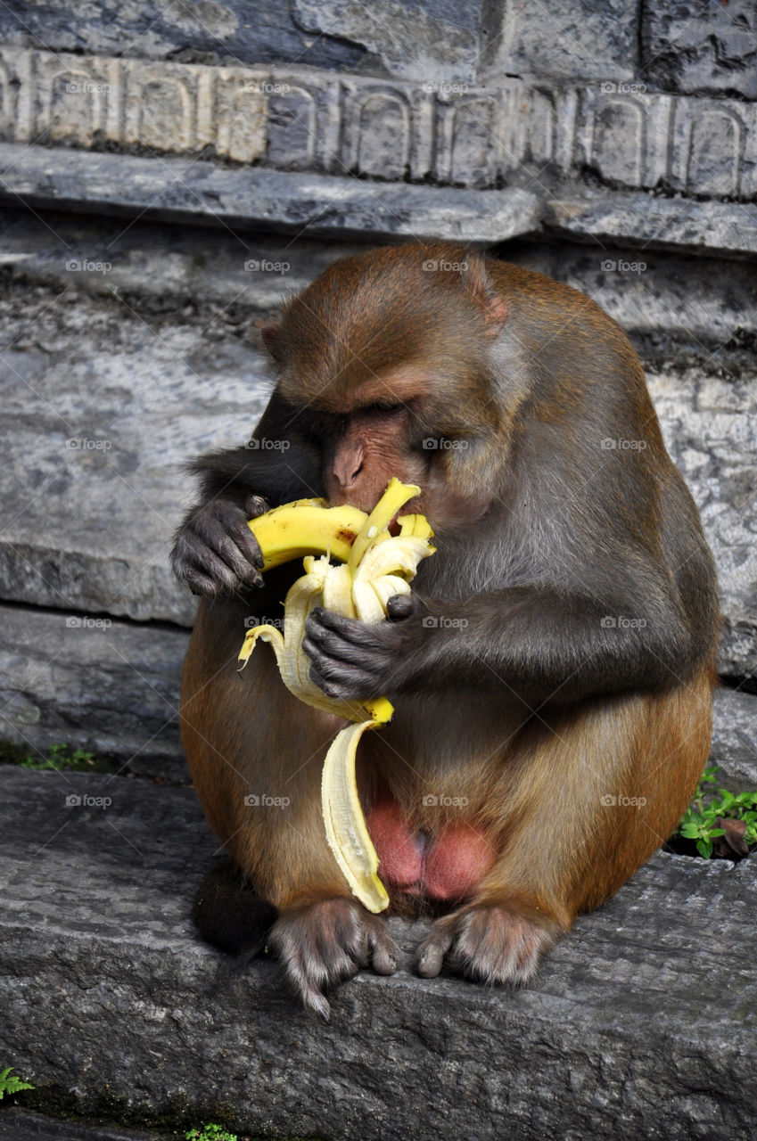 wild monkey in Kathmandu