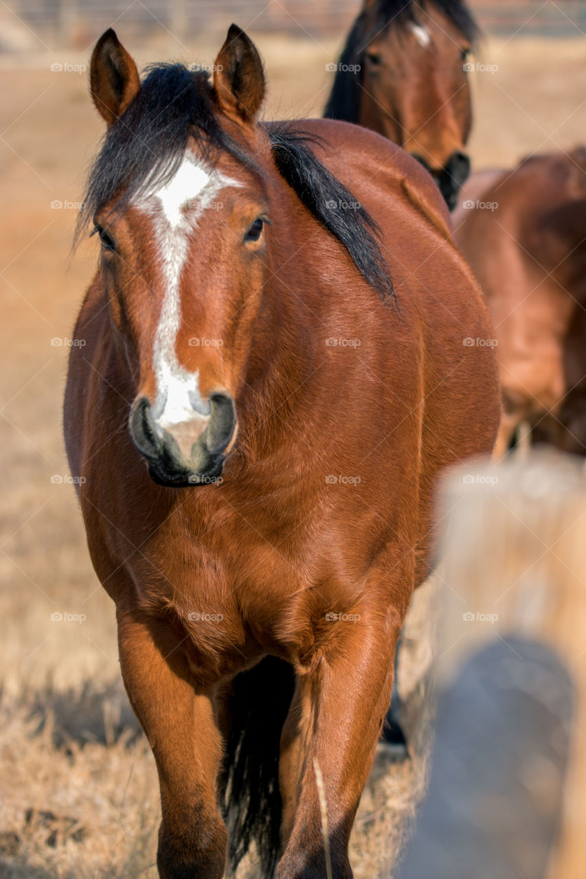 High angle view of horse in field