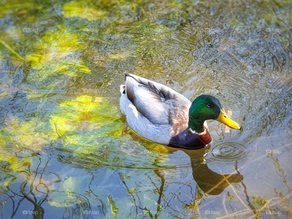 Duck
