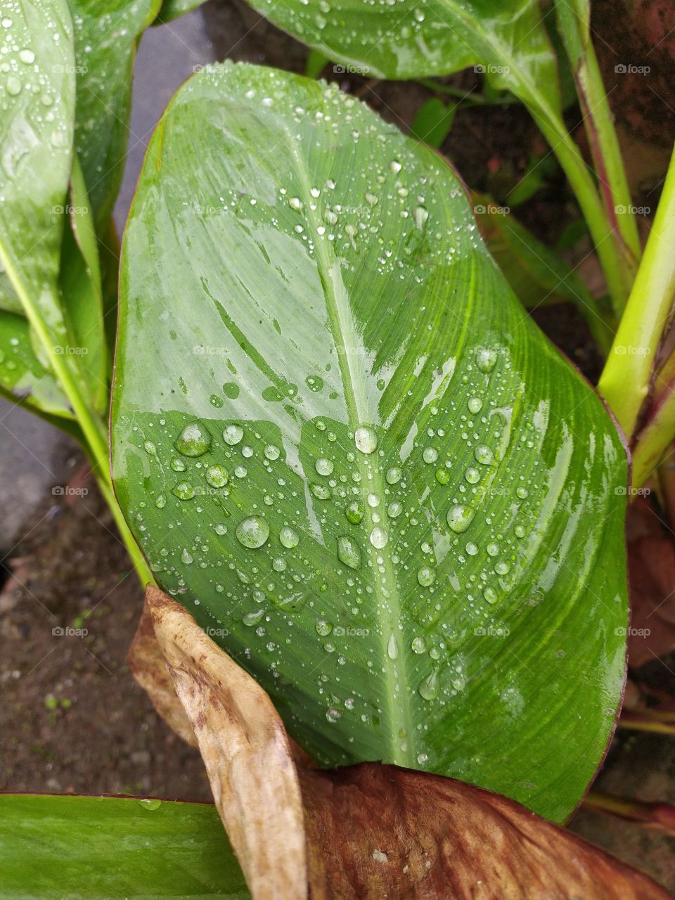 The Himalayan weather system is unique, you are enjoying a soothing and comforting sunshine and next moment it can start raing. Raindrops on the leaf confirm this sudden change in weather conditions