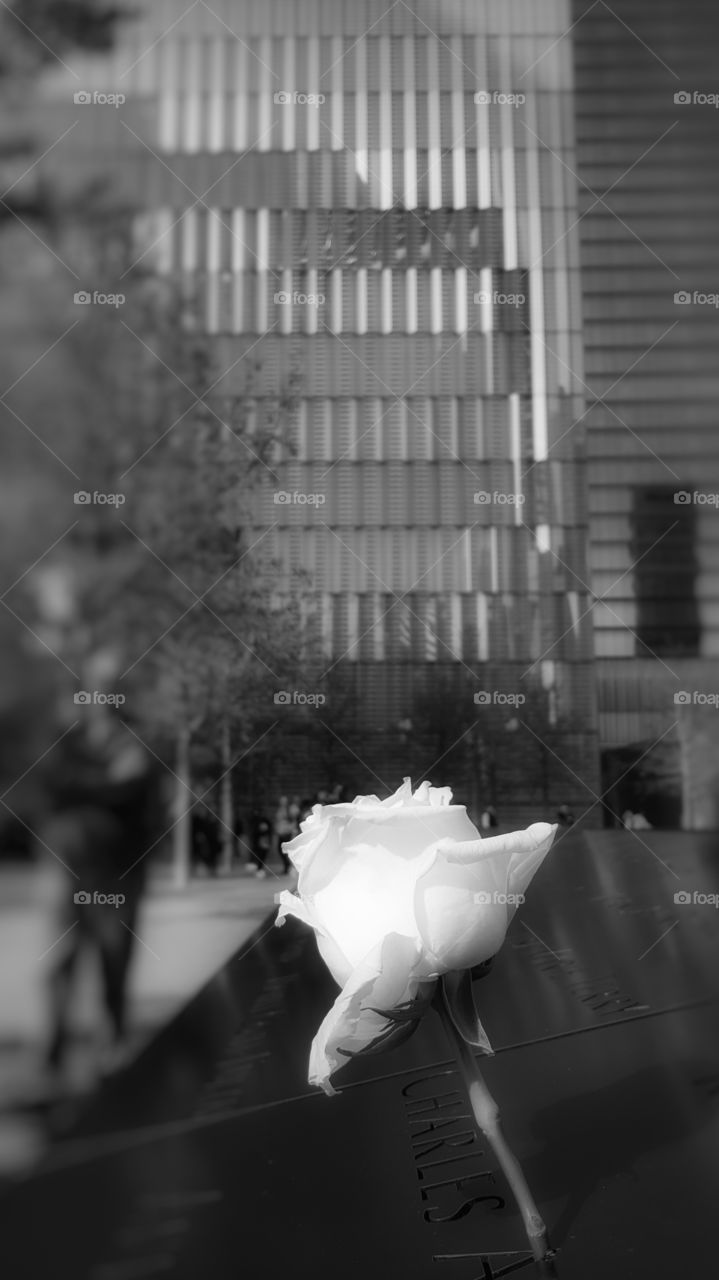 WTC Rose