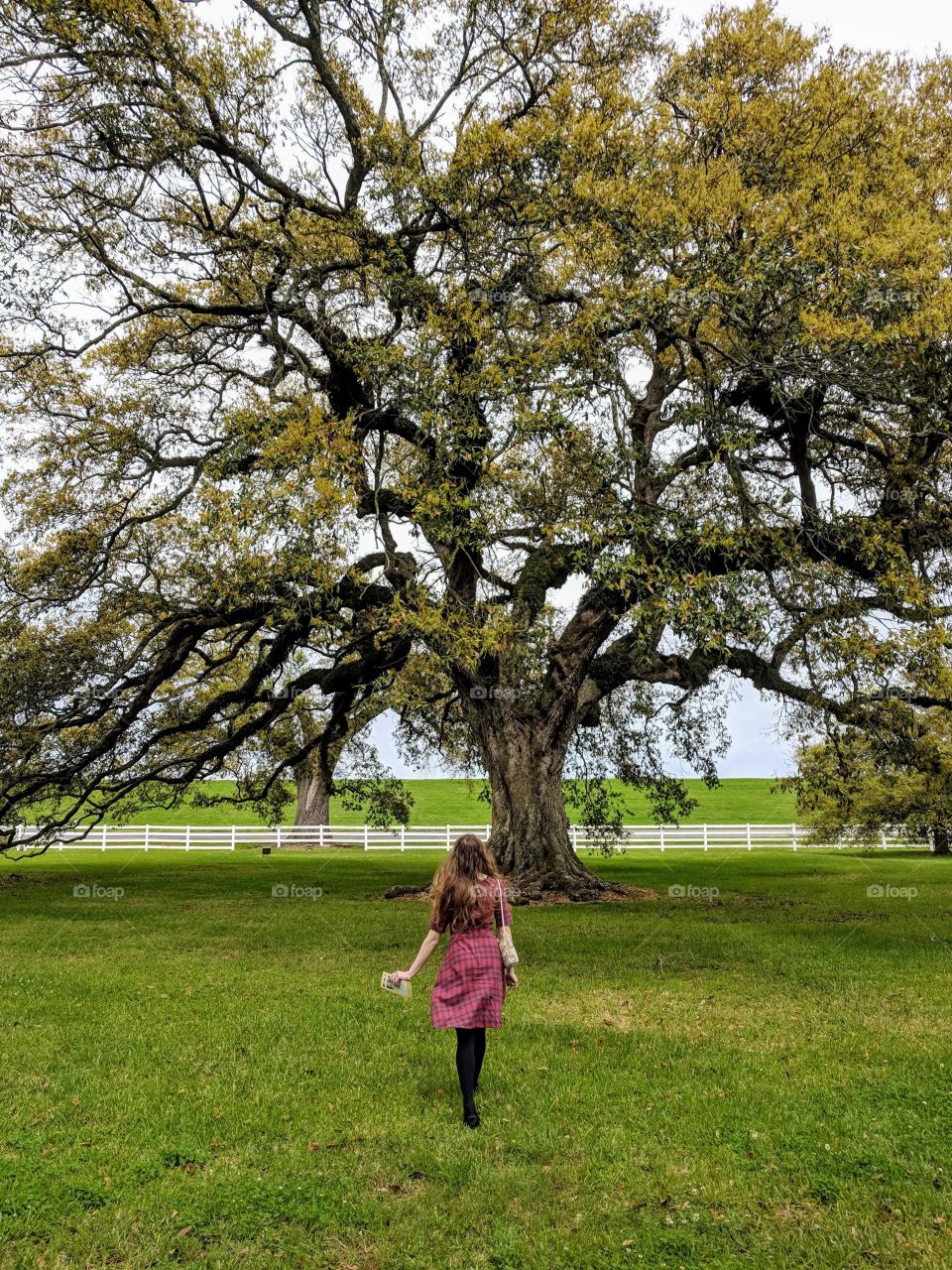 girl walking to sprawling ancient live oak tree at Nottaway