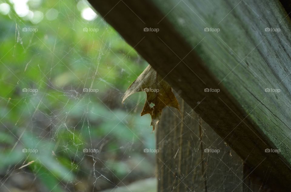 A spawned spider web hangs from a park banister as a browning leaf sits in the foreground.