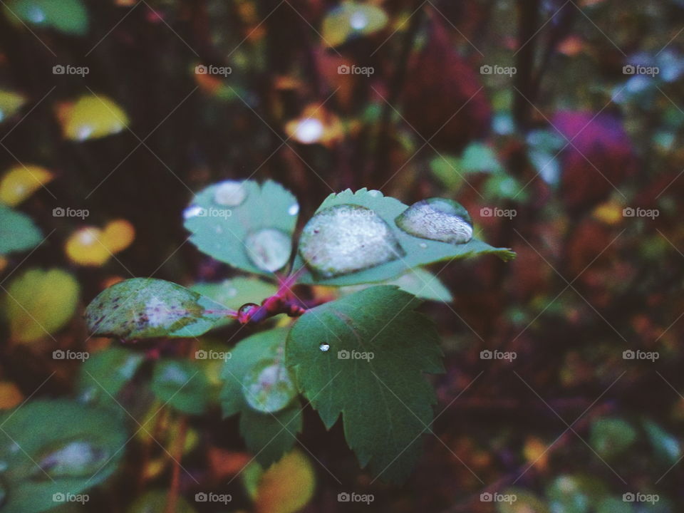 autumn in the park of Kiev