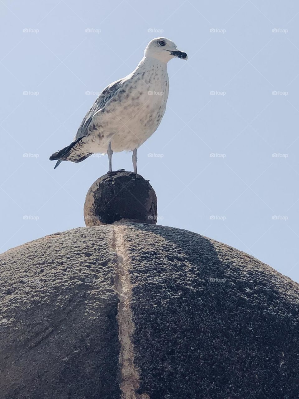 Beautiful seagull looking at camera 