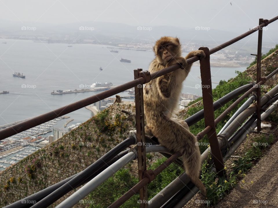 Macaques 