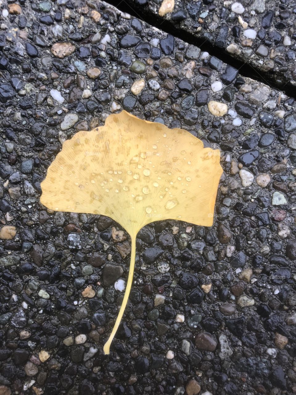 The Fallen Warrior: a leaf fallen from its tree still looks beautiful with the rain droplets forming a pattern on it. 
