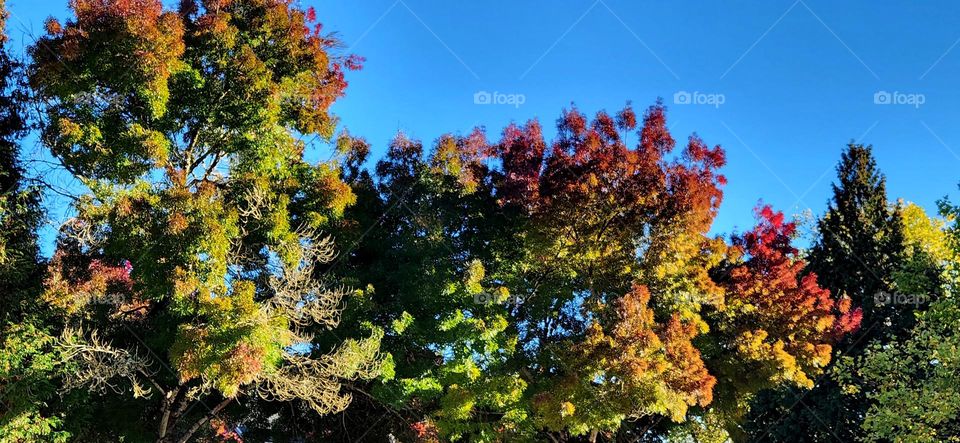 vibrant colorful Autumn leaves on outstretched tree branches against a bright clear blue sky background in Oregon suburbs