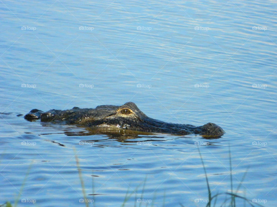 nature water florida alligator by tnb
