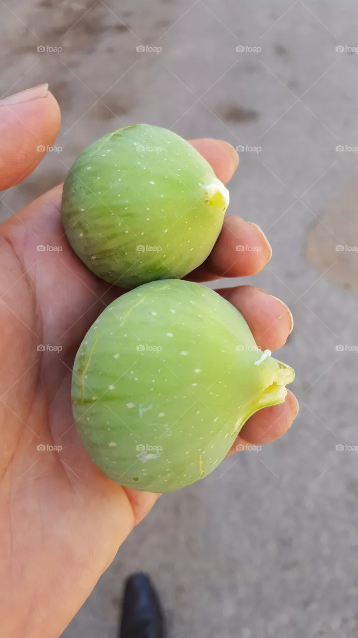 fig