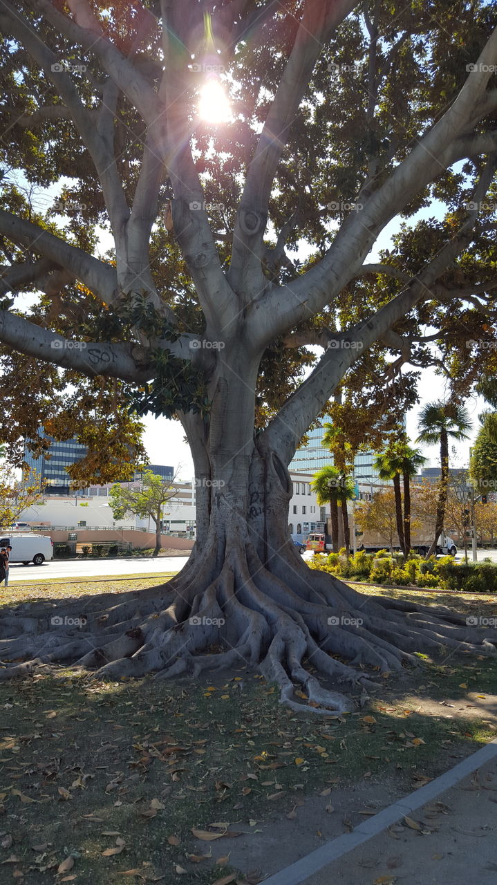 Tree in middle of urbanization