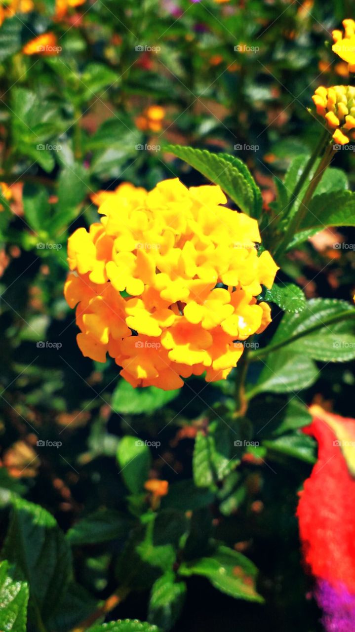 yellow lantana flower