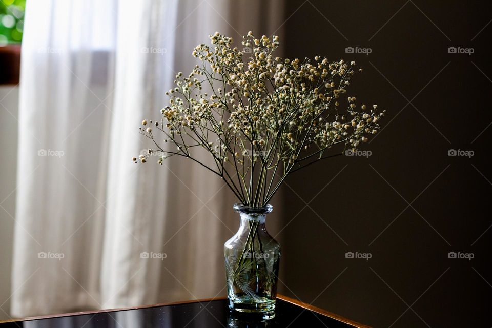 Plant in the vase