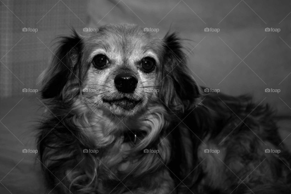 cute dachshund x chihuahua  dog black and white portraot