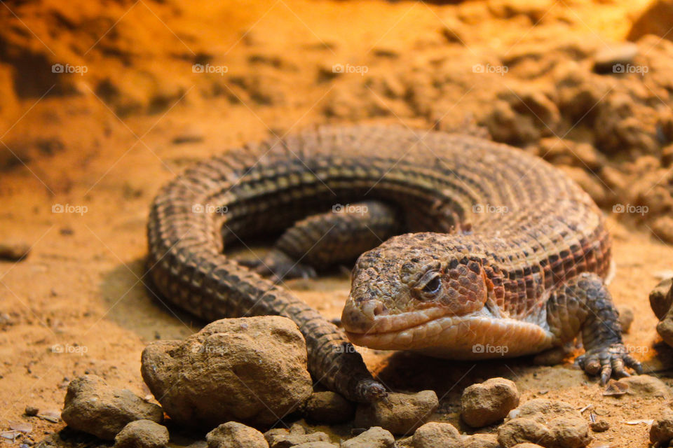 Reptile, No Person, Daylight, Nature, Wildlife