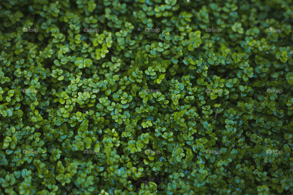 Beautiful simple green shrubbery at a garden in a greenhouse , the best color green 