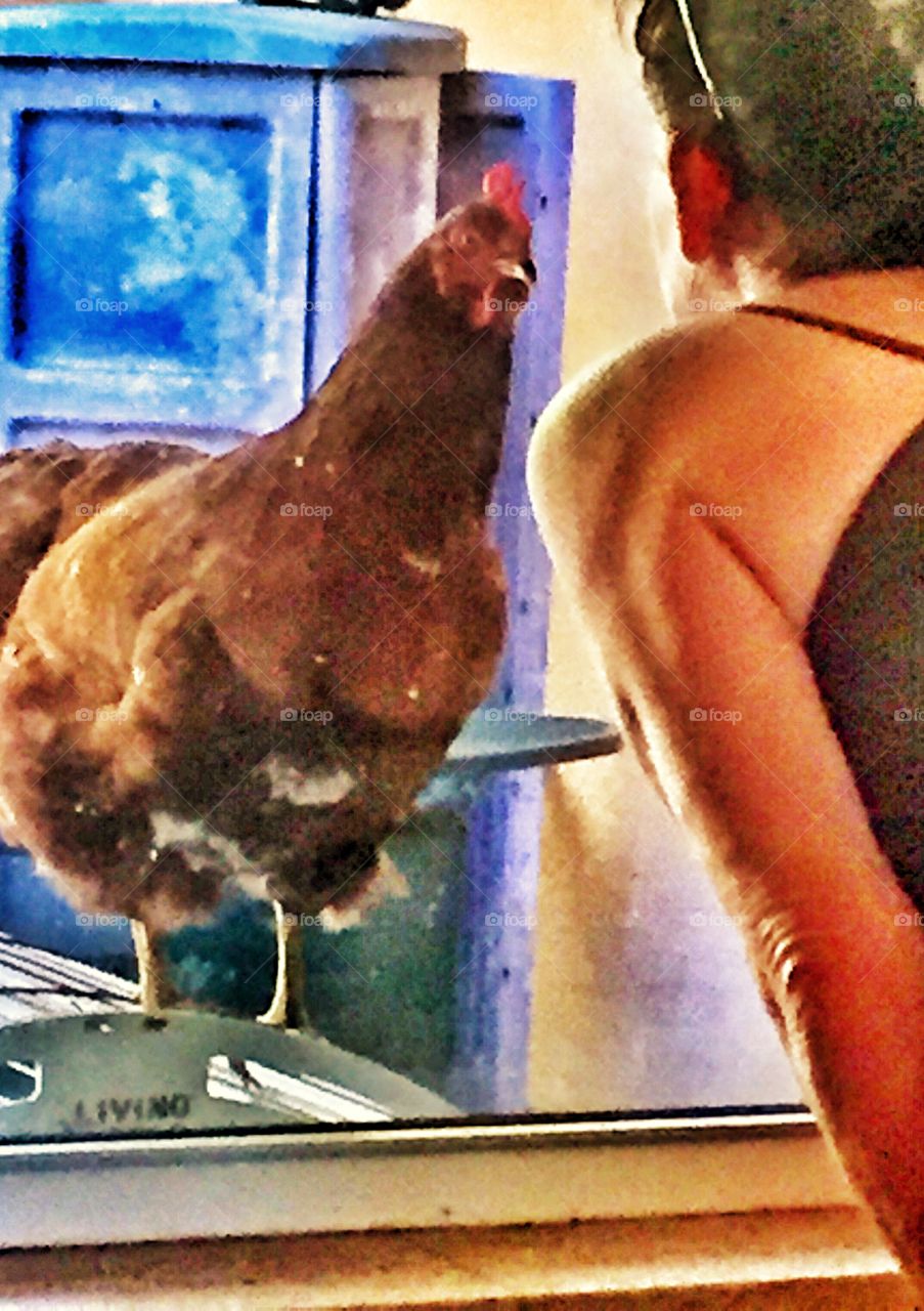Chickens are always in the window watching what’s going on in the house, more like give me some food lol this is Little Red and she’s really sweet will try to perch on your shoulder and comes in the house and walks around with the kids, cats, pit bull and a chihuahua 🐔🐔