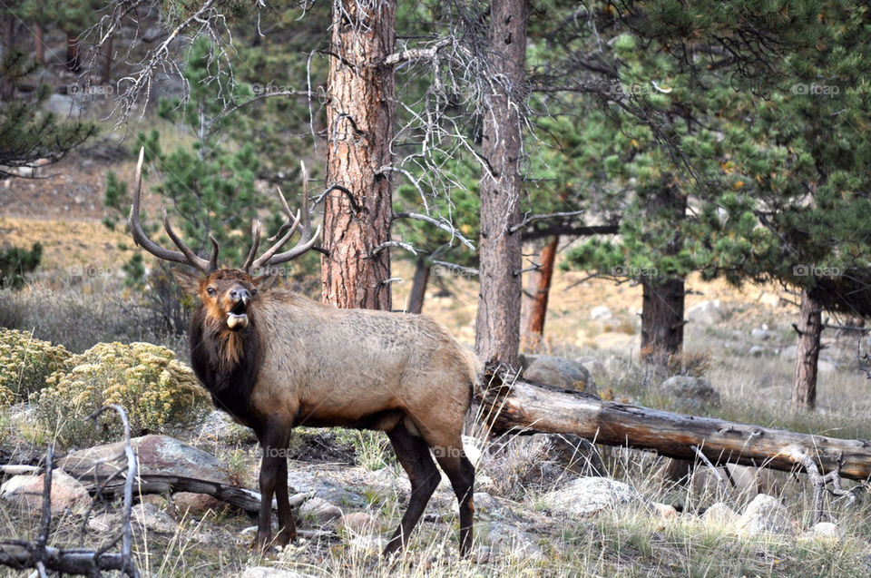 Elk