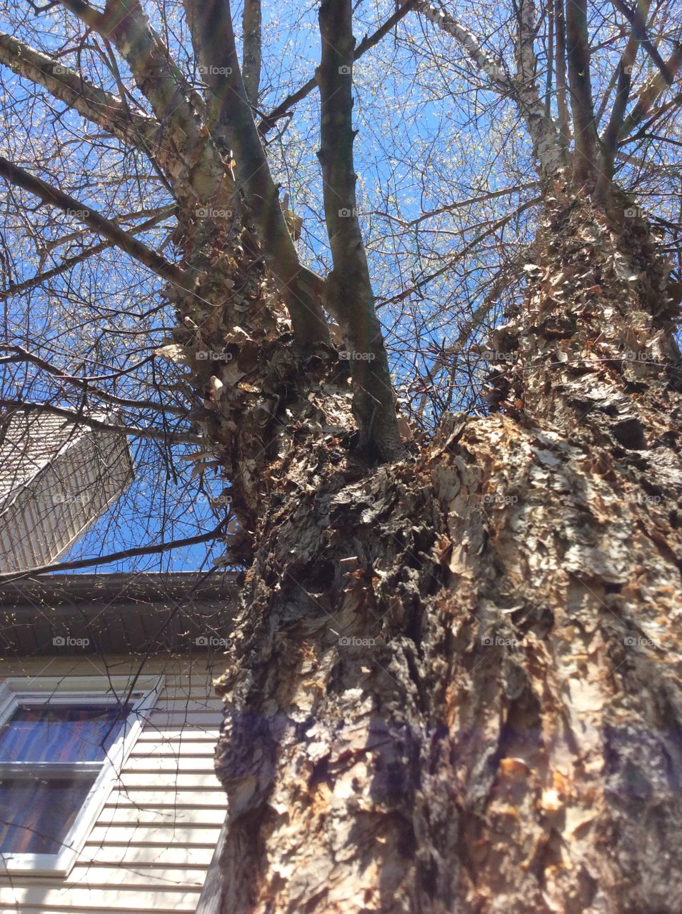 Tree, Wood, Branch, Nature, No Person