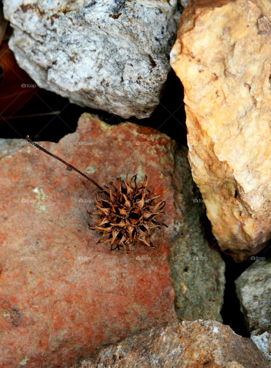 seed caught between rocks