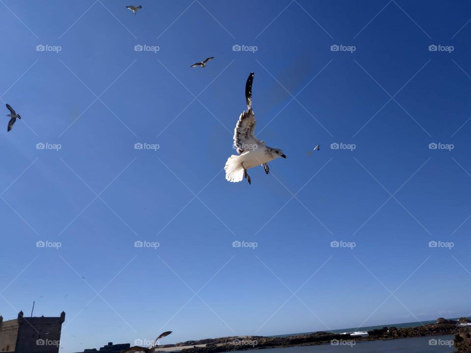 Beautiful seagull flying cross the sky at essaouira city in Morocco.