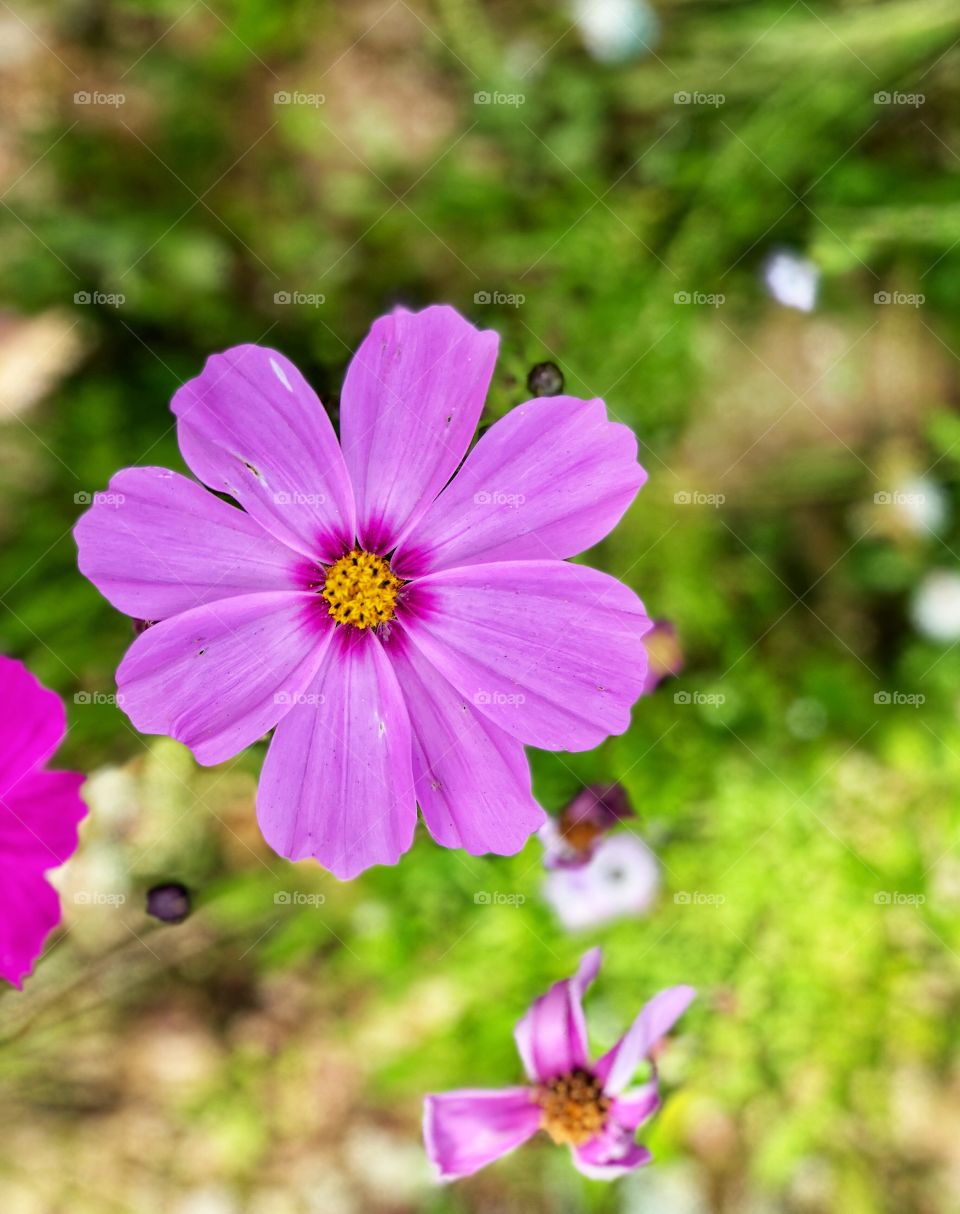 Beautiful Botanicals Purple Cosmo Floating! Perfect Wall and Canvas  Art 