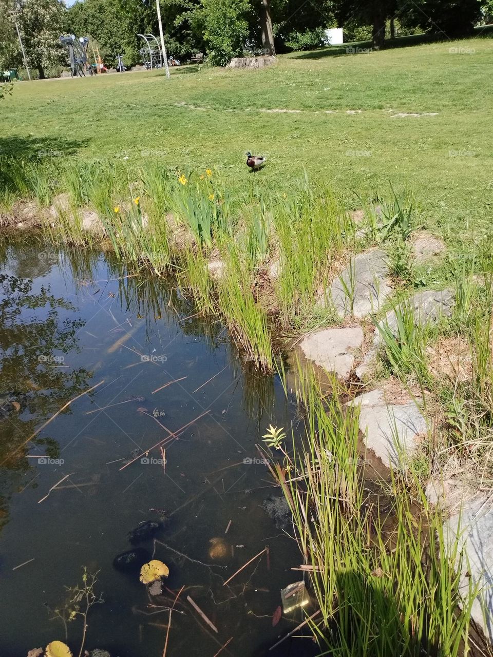 Urban nature- wildlife