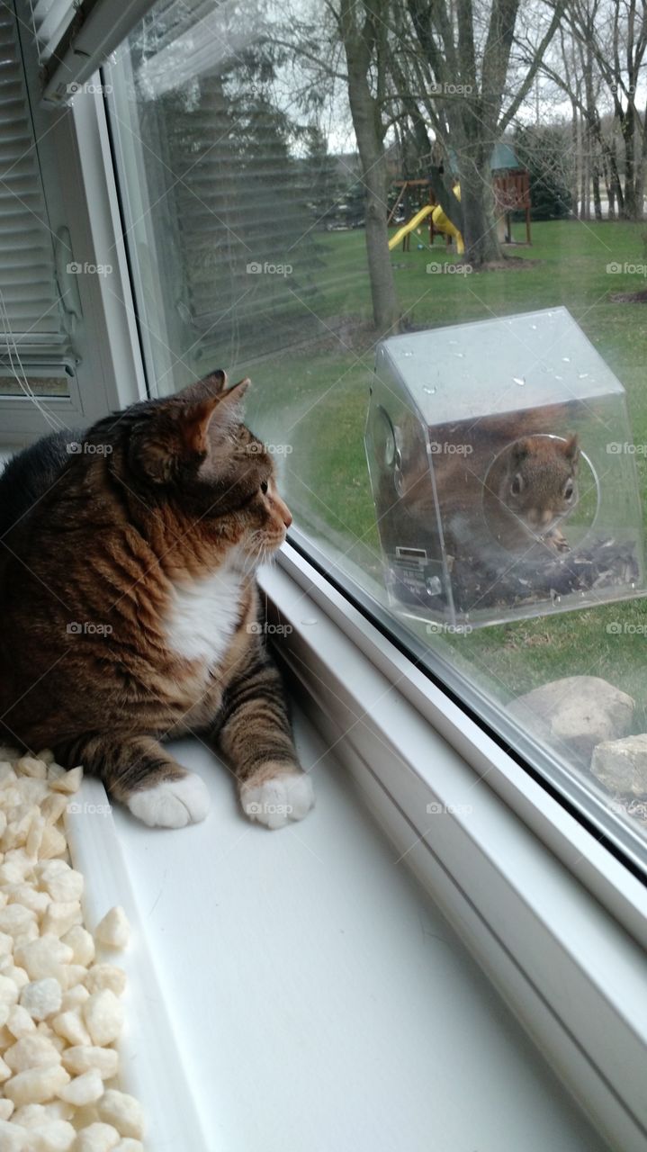 cat and squirrel